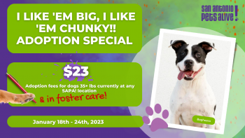 I like 'em big, I like 'em chunky adoption special