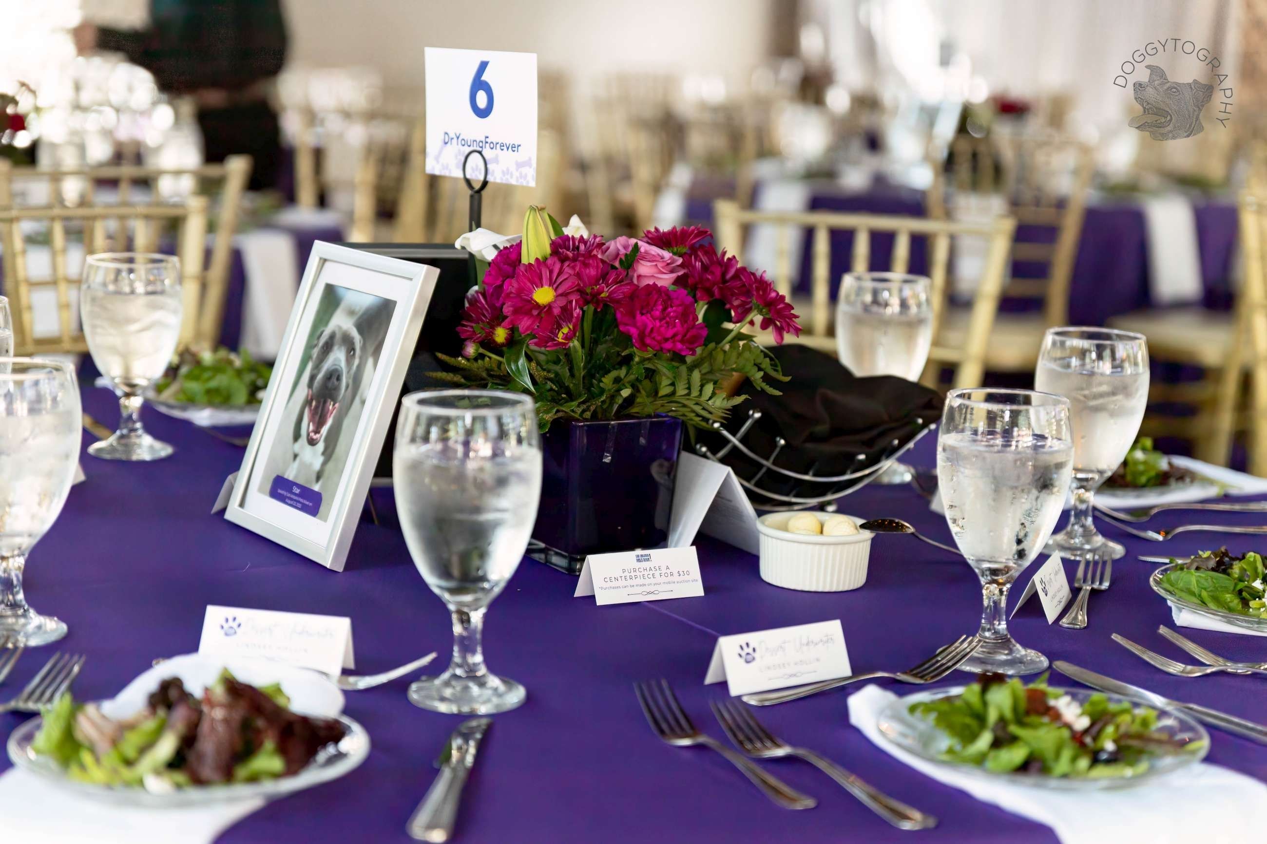 Paws for Celebration Gala - gallery image