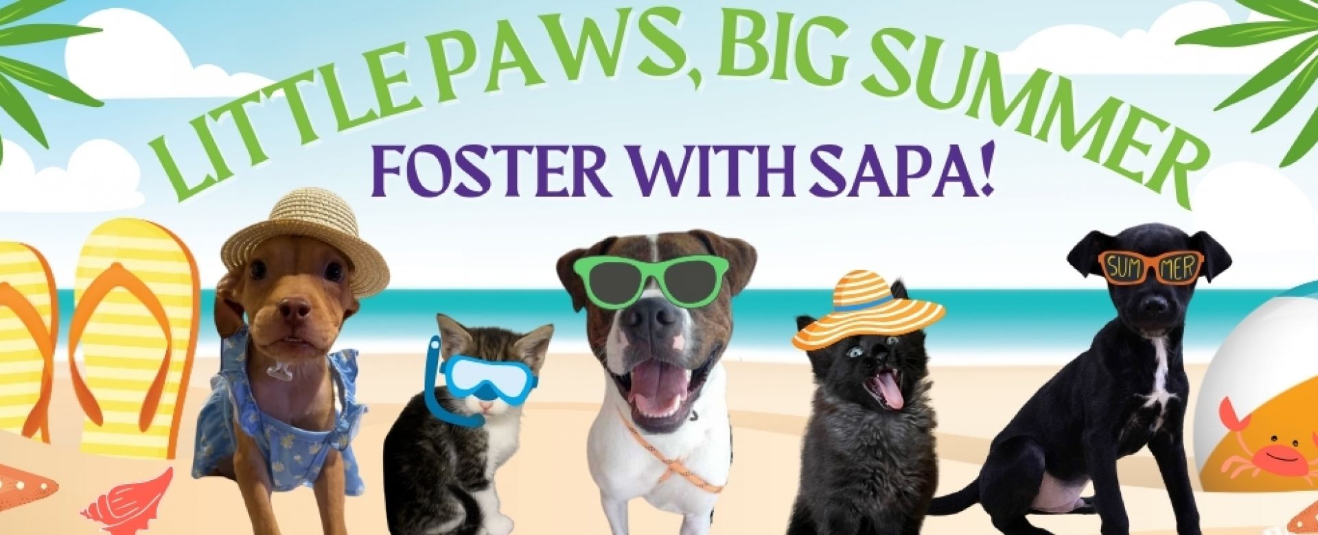 Small Paws, Big Summer: Foster with SAPA!