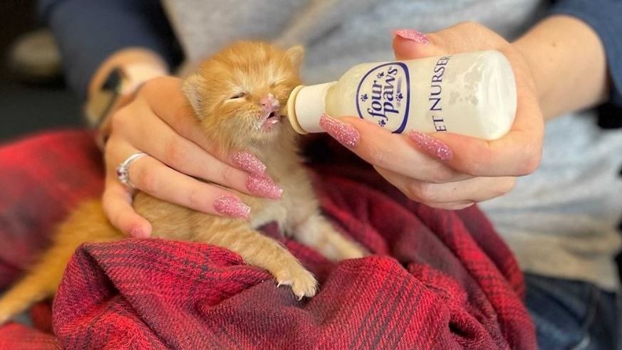 Kitten Feeding Party!