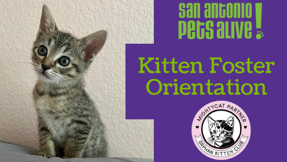 SAPA! Kitten Foster Orientation