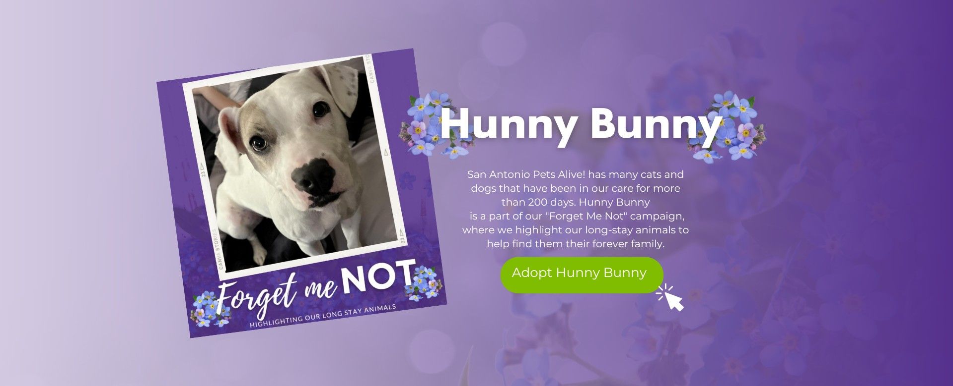 Forget Me Not - Adopt Hunny Bunny
