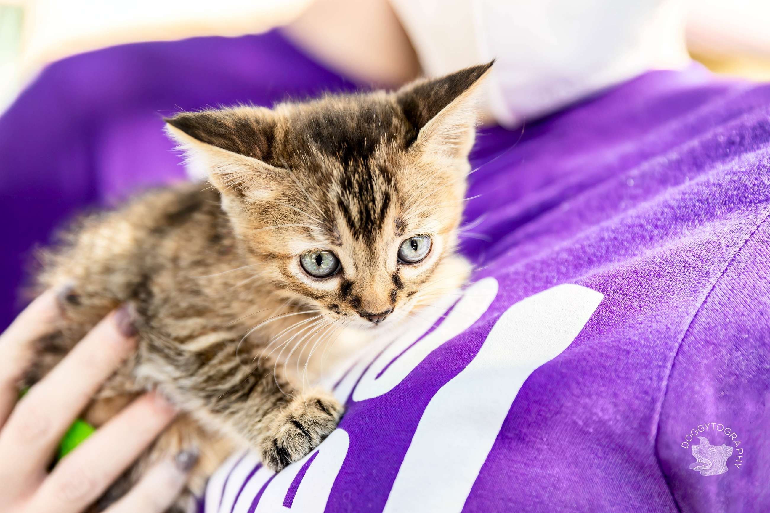 Paws for Celebration Gala - gallery image