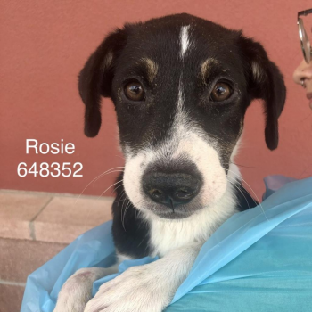 Rosie, needs an FHO surgery - Thank you!!