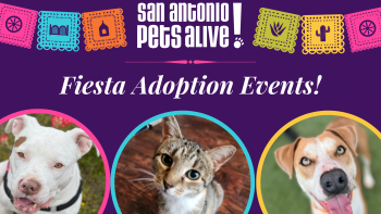 SAPA! Pet Adoption Events 