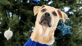 Holiday Happiness at Hotel Emma