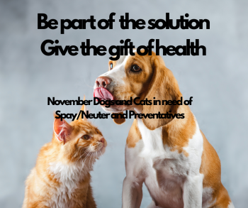 Give the Gift of Health to a Dog or a Cat this November