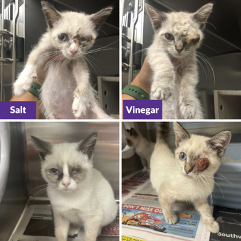 Salt and Vinegar need your help - Thank you!
