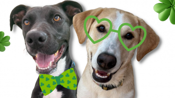 St. PAWtrick’s Day Adoption Special