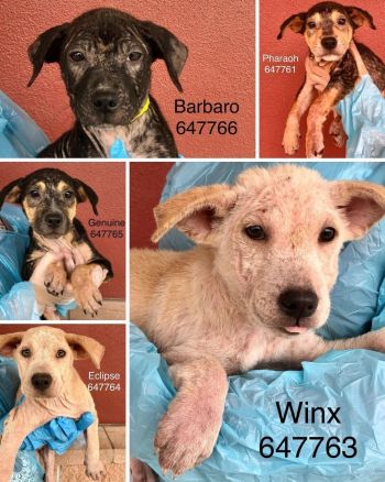 Five Pups with Sarcoptic Mange - Thank you!