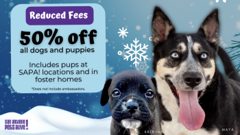 Home For the Pawlidays Adoption Special