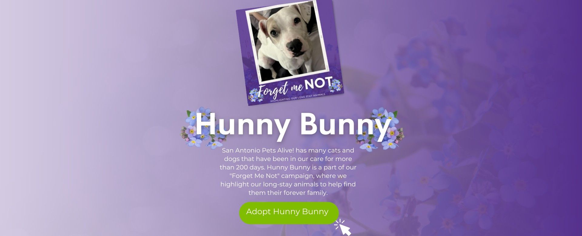 Forget Me Not - Adopt Hunny Bunny