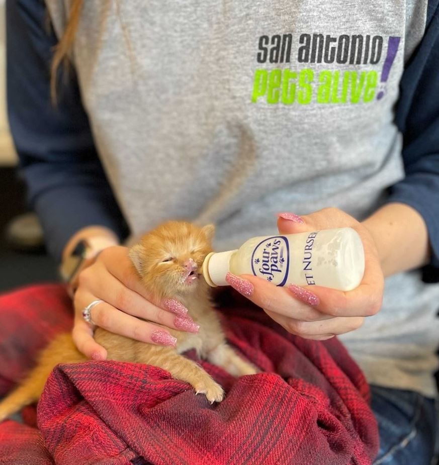 Kitten Feeding Party!