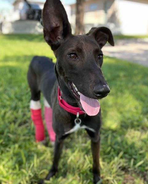 Poor Mandy - Leg Injuries and Megaesophagus- Thank you!! - gallery image