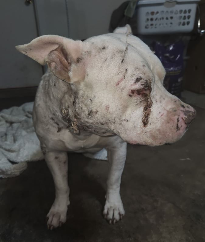 Abused Odin - Thank you! - gallery image