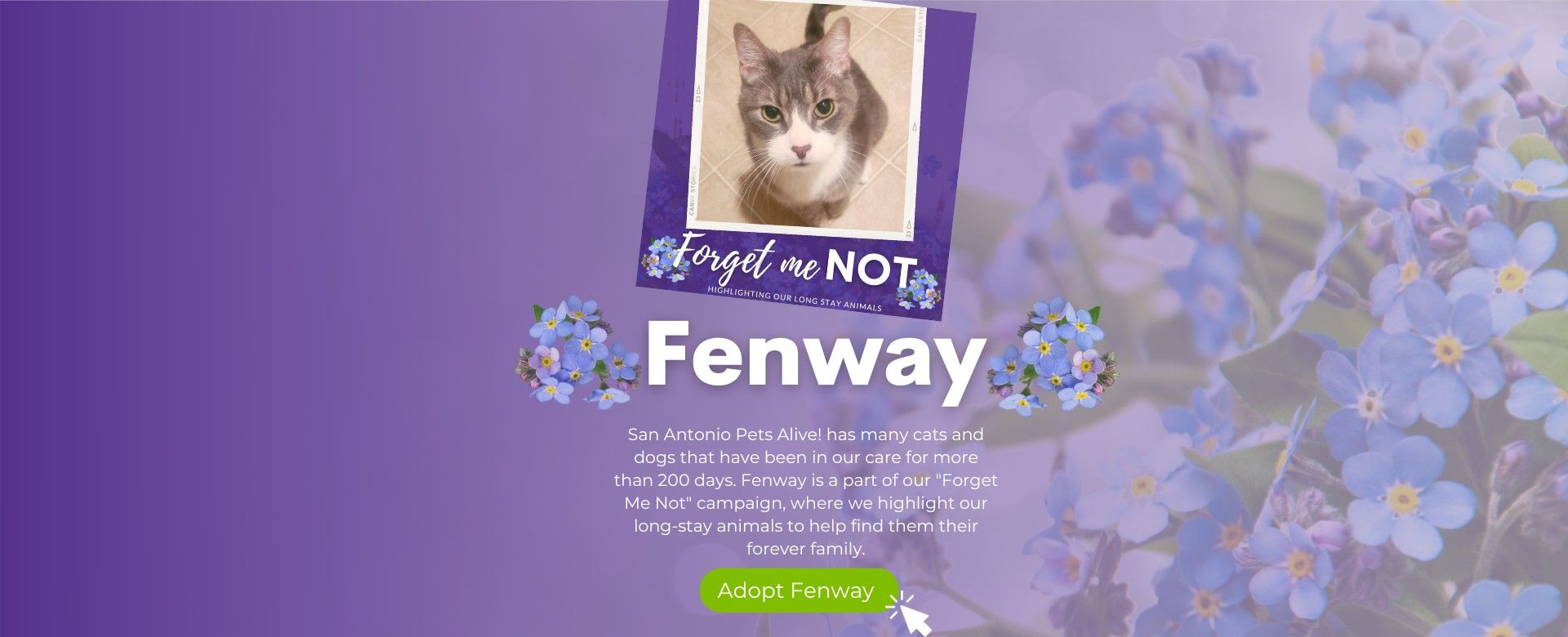 Forget Me Not - Adopt Fenway