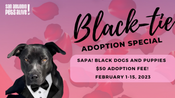 Black-Tie Adoption Special