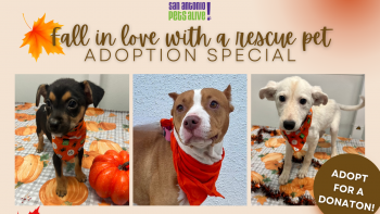 Fall in Love with a Rescue Pet Adoption Special