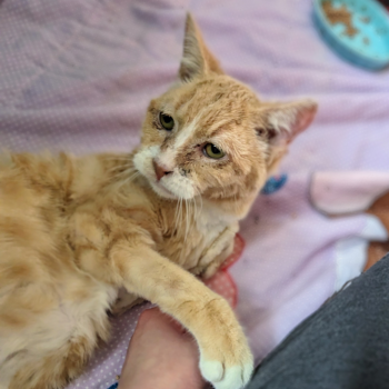 Help Horace, Our Feline Friend in Need-Thank You! 