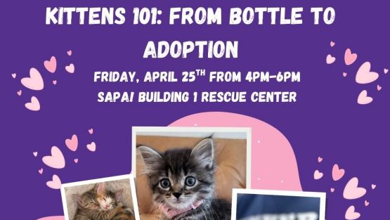 Kittens 101: From Bottle to Adoption