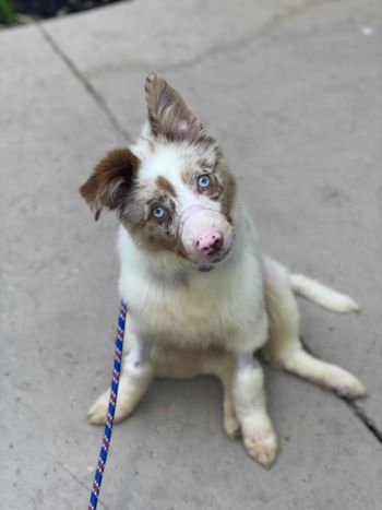 Bonnie the Aussie - Thank you!