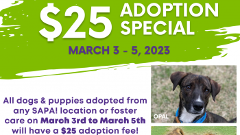 Adoption Special