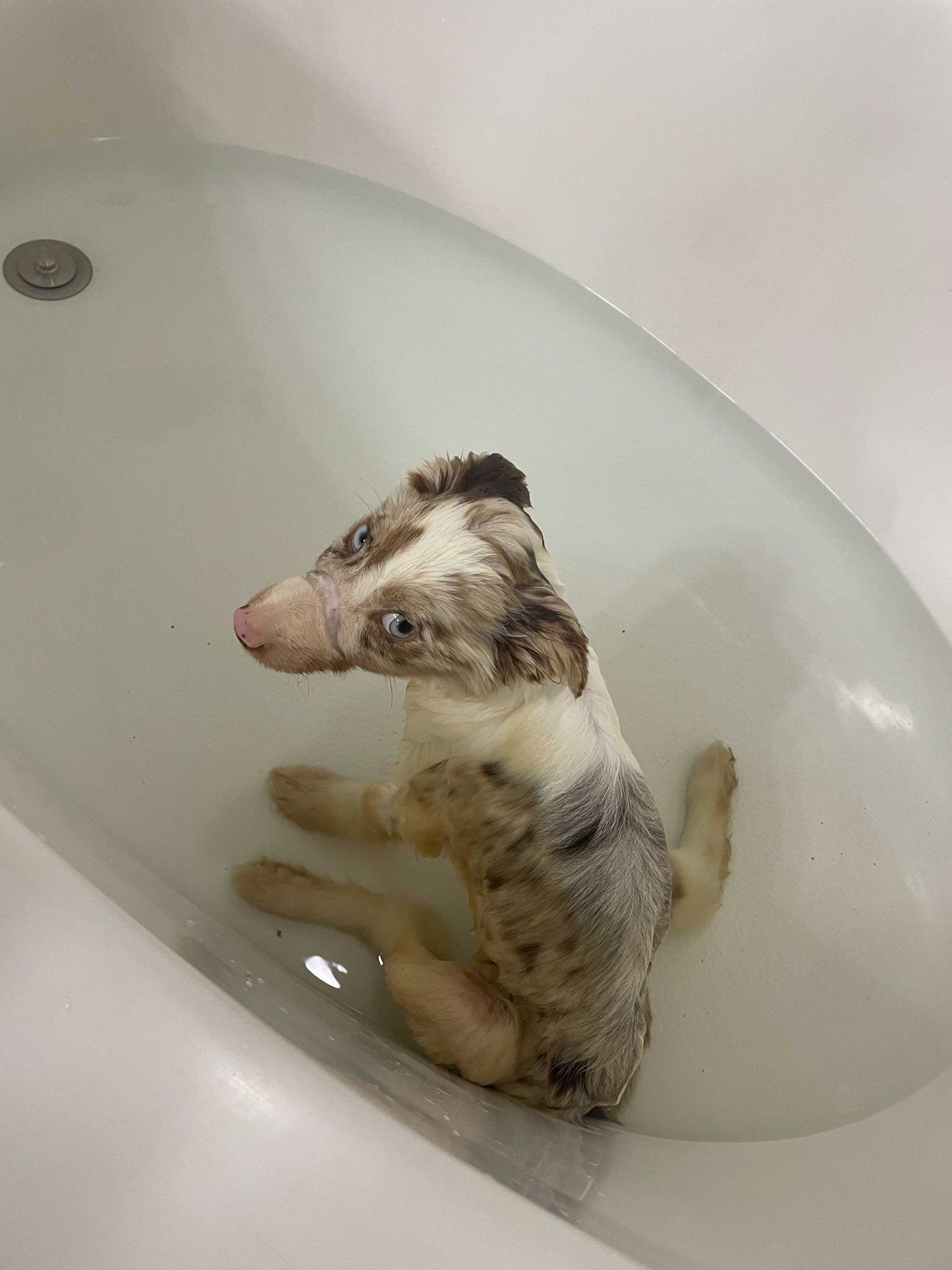 Bonnie the Aussie - Thank you! - gallery image