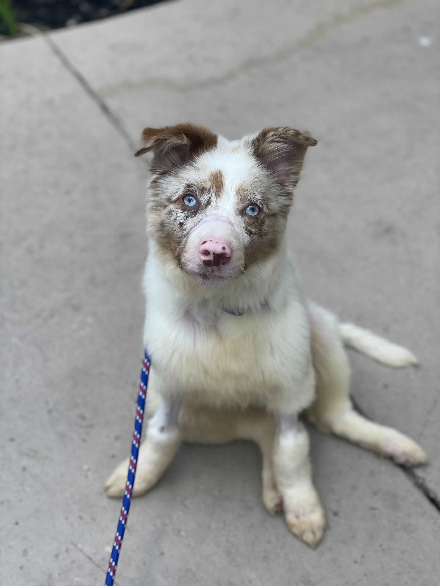 Bonnie the Aussie - Thank you! - gallery image