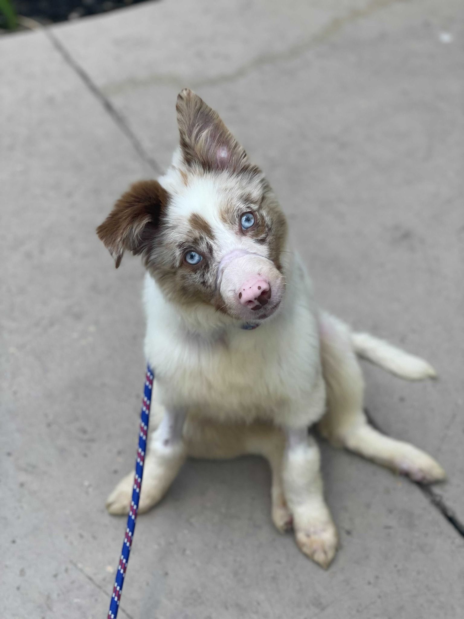 Bonnie the Aussie - Thank you! - gallery image