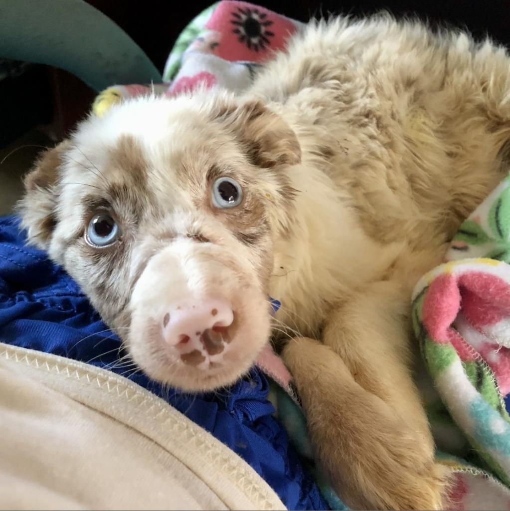 Bonnie the Aussie - Thank you! - gallery image