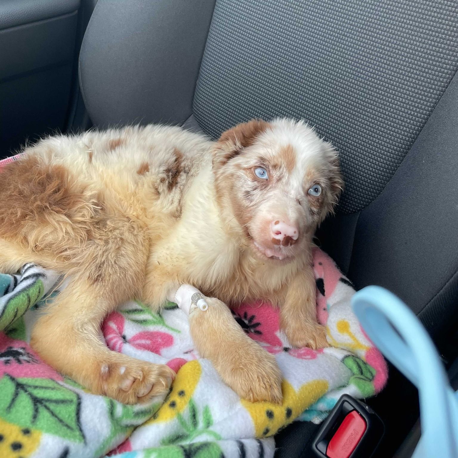 Bonnie the Aussie - Thank you! - gallery image