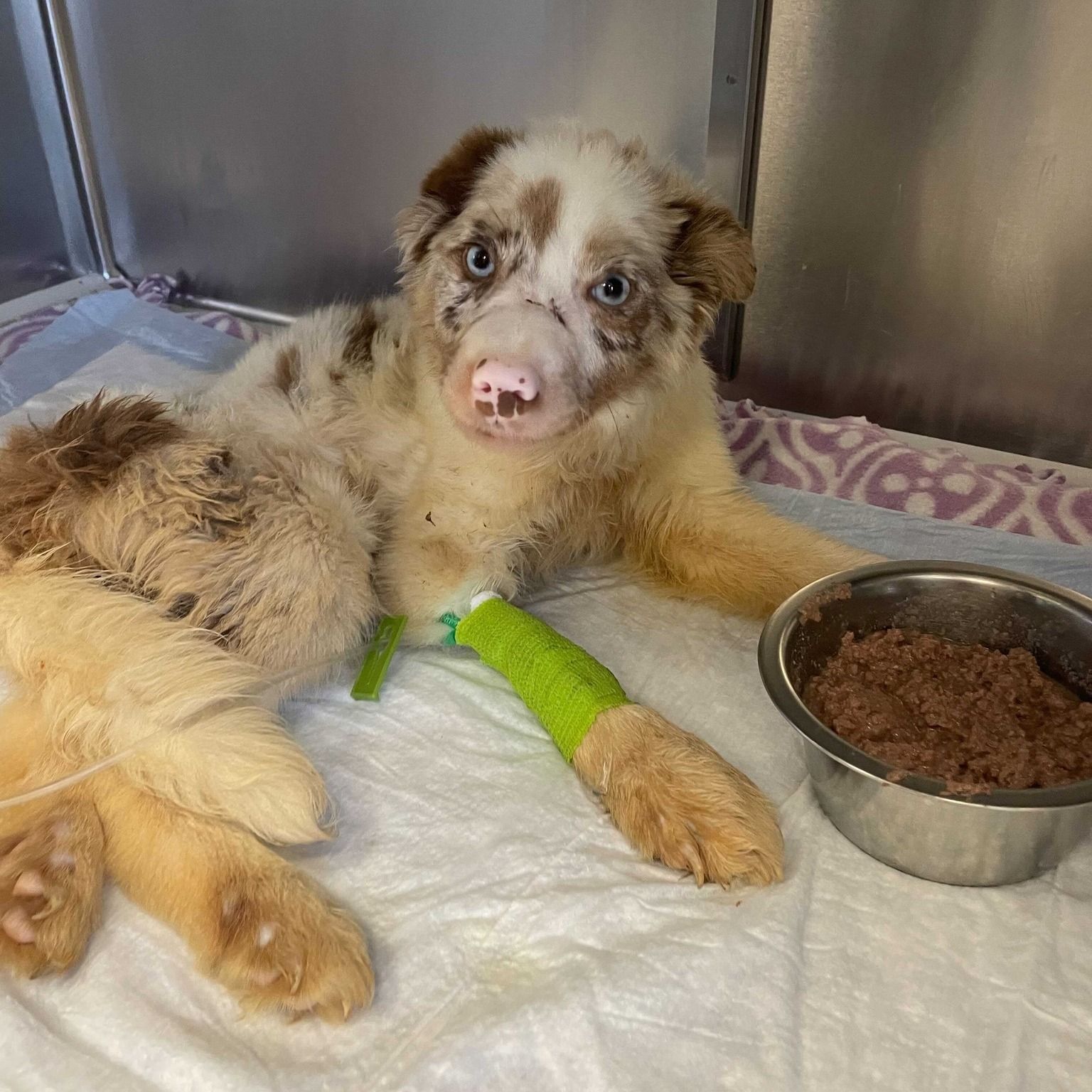 Bonnie the Aussie - Thank you! - gallery image