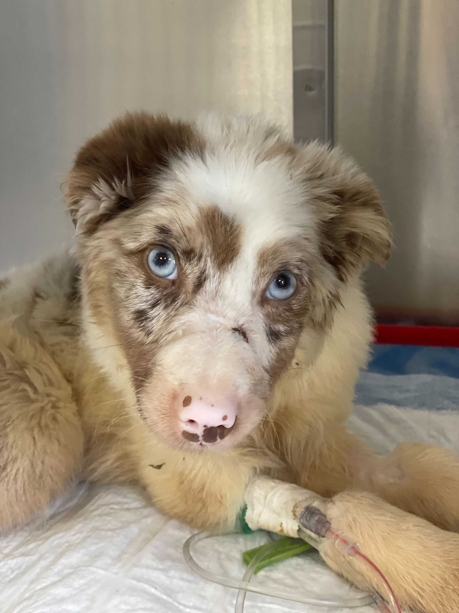 Bonnie the Aussie - Thank you! - gallery image
