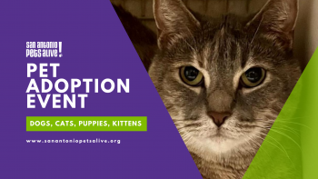 Adoption Event at Petco De Zavala