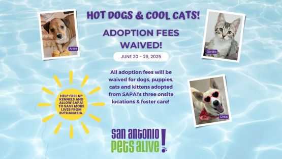 Hot Dogs & Cool Cats! Waived Adoption Fees!