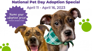 National Pet Day Adoption Special 