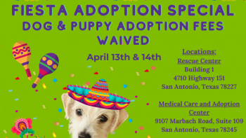 Fiesta Adoption Special! Free Adoptions! 