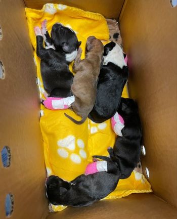 Surviving Orphaned Puppies from Tragic Accident - Thank you!!
