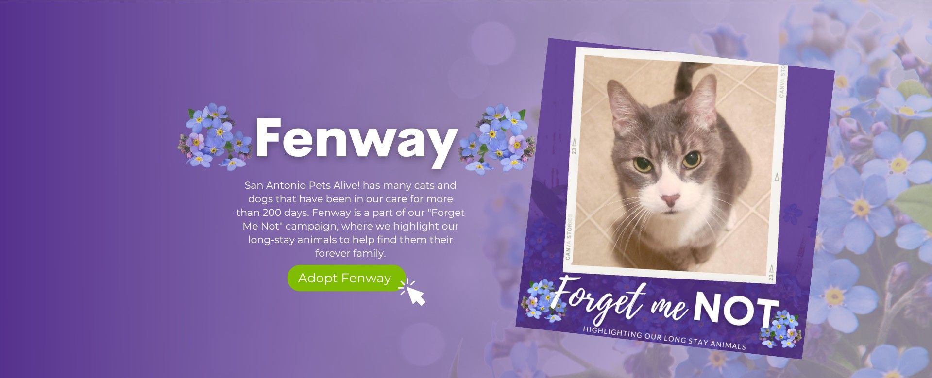 Forget Me Not - Adopt Fenway