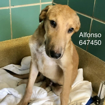Handsome Alfonso (rescued in the nic of time) needs a FHO!