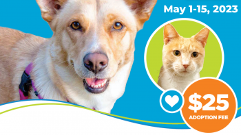 $25 Adoption Special Sponsored by BISSELL Pet Foundation