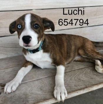 Luchi's Legs - Thank you!