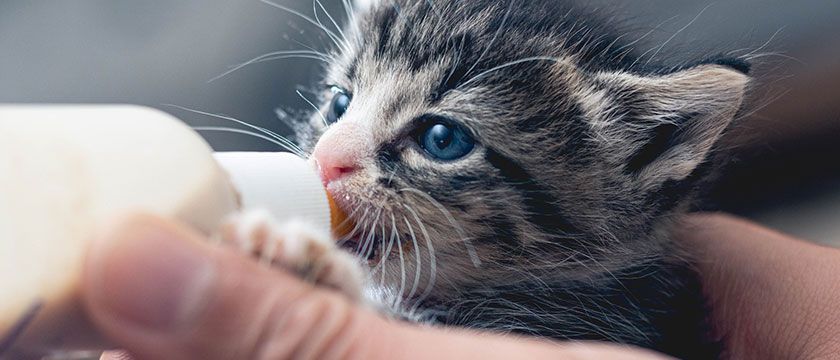 Neonatal Kitten