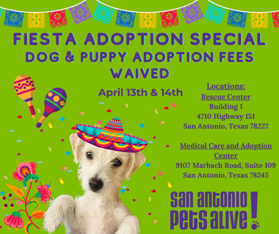 Fiesta Adoption Special! Free Adoptions! 