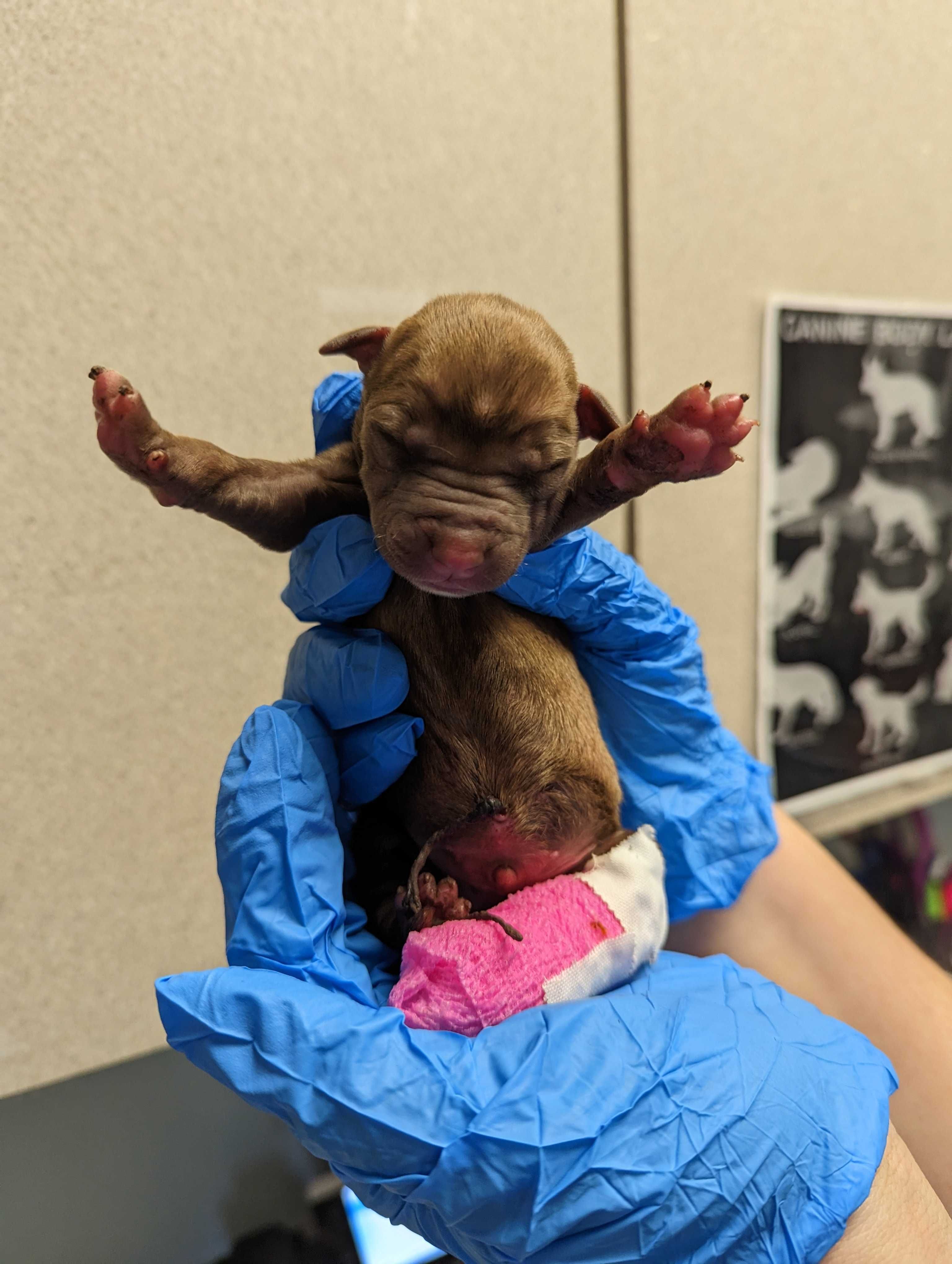 Surviving Orphaned Puppies from Tragic Accident - Thank you!! - gallery image