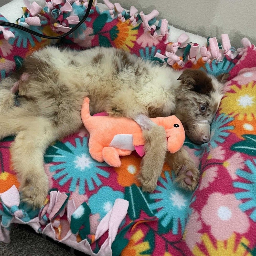 Bonnie the Aussie - Thank you! - gallery image