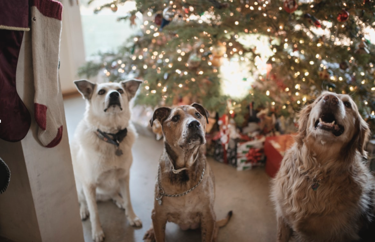 Dogs Festive next to a Christmas Tree