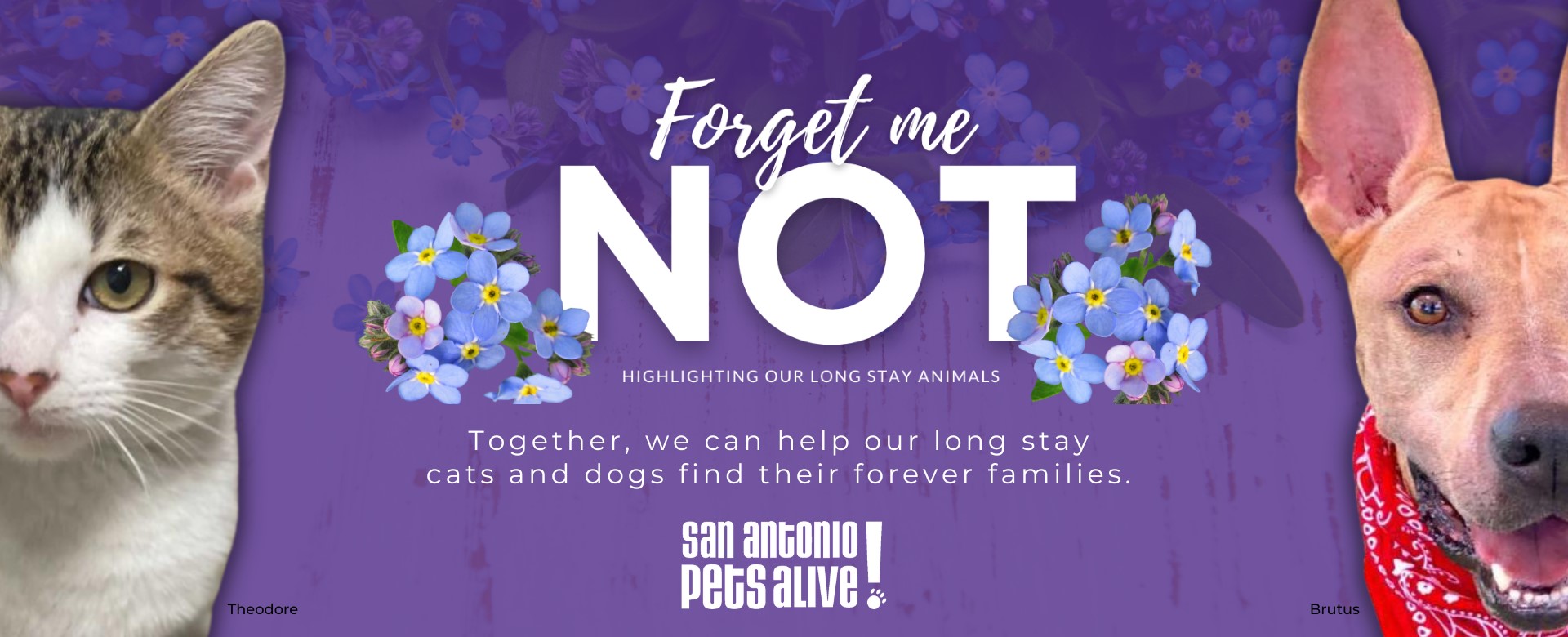 Forget Me Not - Together, we can help our long-stay cats and dogs find their forever families.