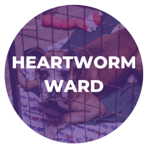 Heartworm Ward