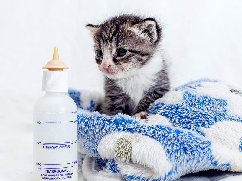 Kitten with milk bottle